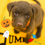 Photo of a Chesapeake Bay Retriever puppy with halloween stickers